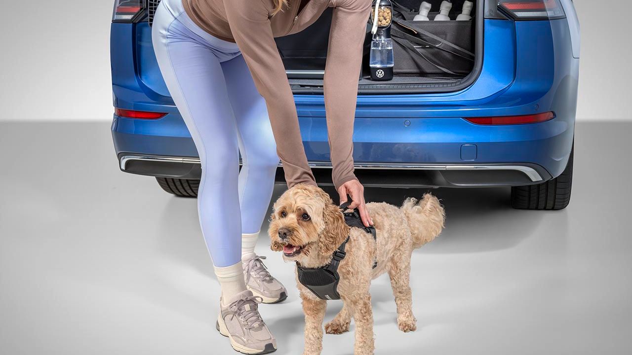 Eine Frau in Sportkleidung legt einem kleinen, lockigen Hund Volkswagen Hundegeschirr an.