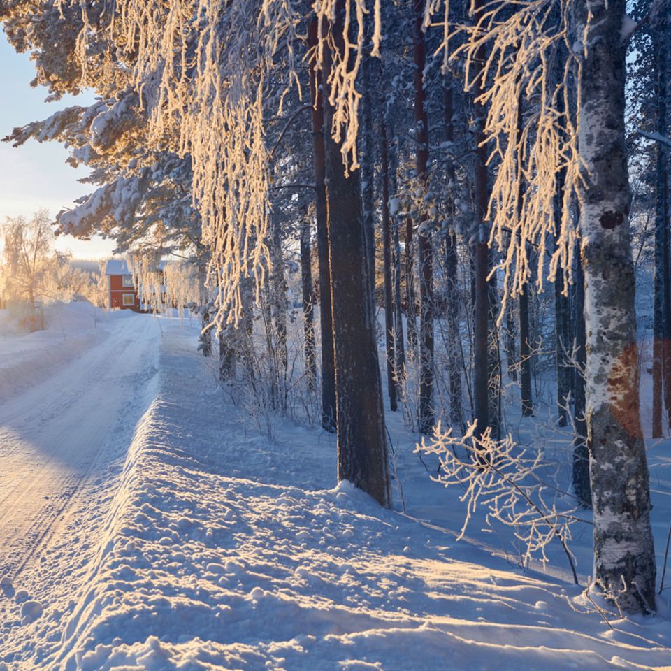 Eine verschneite Straße neben einem Wald an einem sonnigen Wintertag.