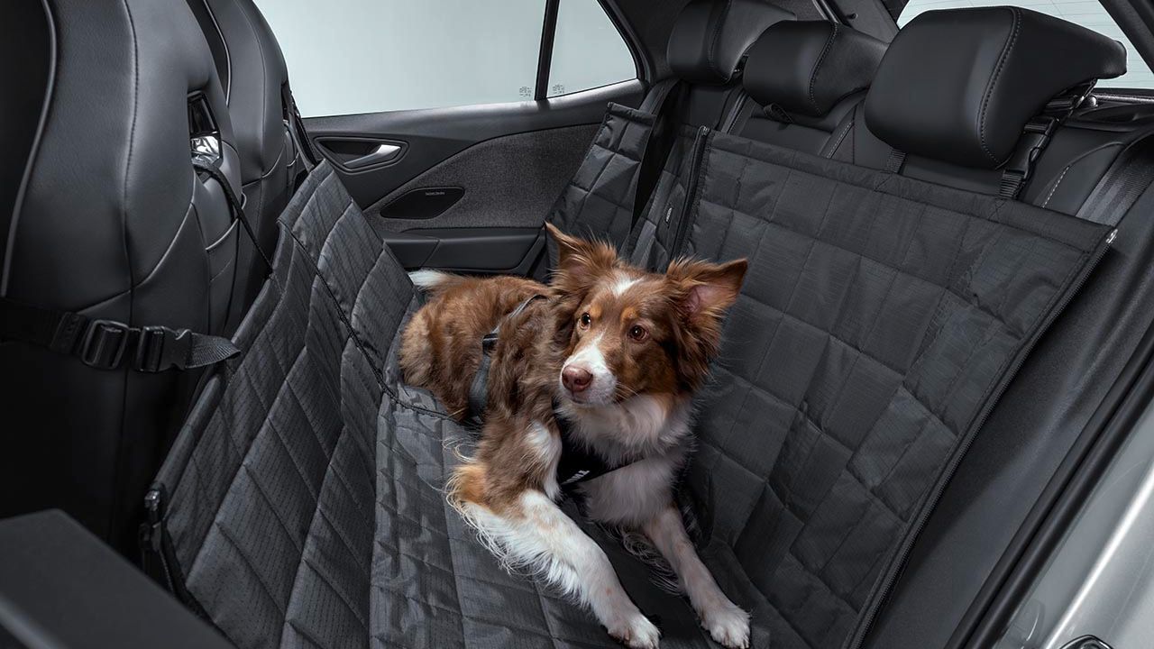 Ein Hund liegt auf einer Hundeschutzdecke auf der Rückbank eines Volkswagen.