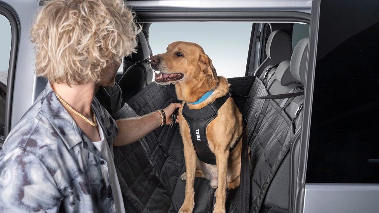 Ein Mann mit lockigen blonden Haaren befestigt ein schwarzes Sicherheitsgeschirr an seinem Hund. Der Hund sitz auf einer Hundedecke auf der Rückbank eines Volkswagen.