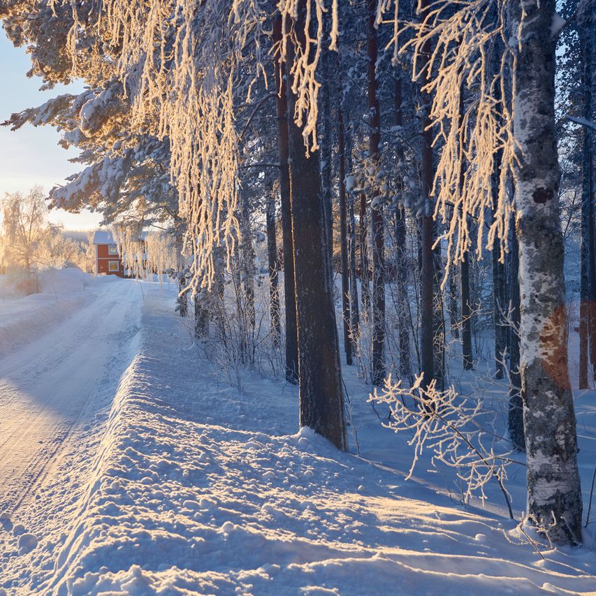 Eine verschneite Straße neben einem Wald an einem sonnigen Wintertag.